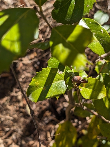 Image of Denhamia bilocularis by (c) Scott Warner, some rights reserved (CC BY)
