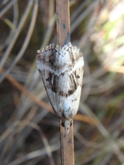 Dichromodes stilbiata