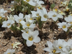Linanthus parryae