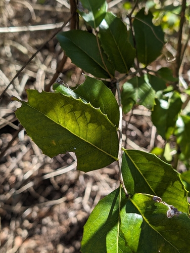 Image of Orangebark (Denhamia bilocularis) by (c) Scott Warner, some rights reserved (CC BY)