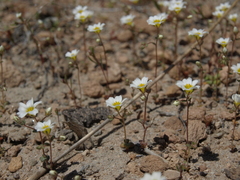 Linanthus inyoensis