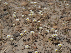 Linanthus inyoensis