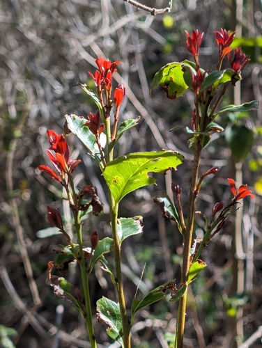 Image of Orangebark (Denhamia bilocularis) by (c) Scott Warner, some rights reserved (CC BY)