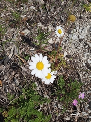 Anthemis chia