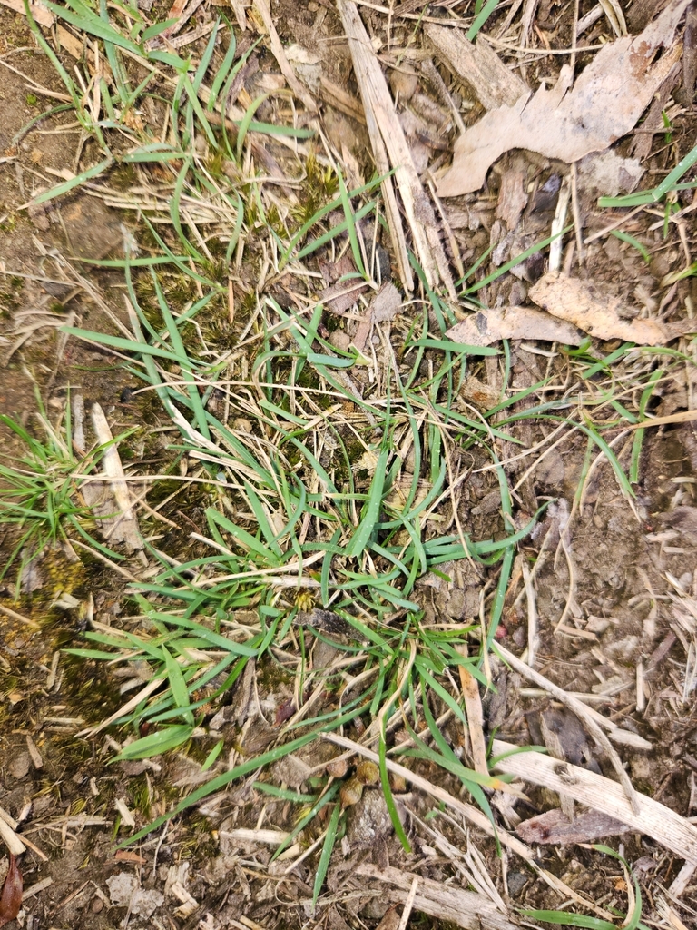 weeping-grass-from-stony-rise-tas-7310-australia-on-october-21-2023