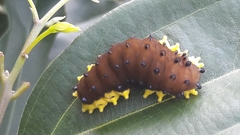 Gynautocera rubriscutellata