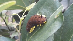 Gynautocera rubriscutellata