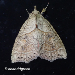 Olulis puncticinctalis