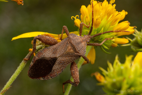 Piezogaster calcarator (Fabricius, 1803)