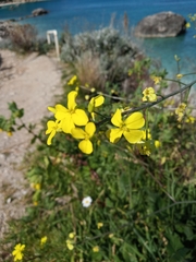 Bunias erucago