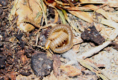 Henia vesuviana