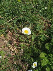 Anthemis chia