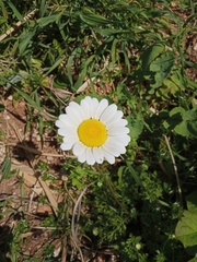 Anthemis chia