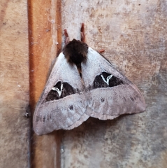 Dirphia aculecuatoriana