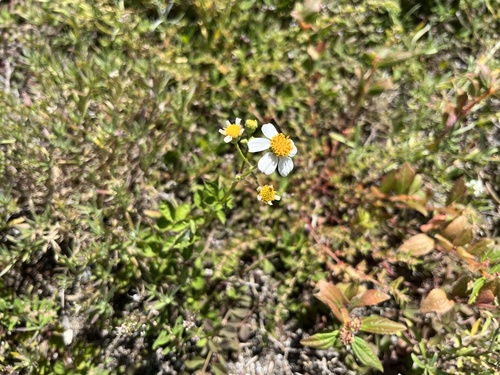 Bidens alba observed 2023-10-12