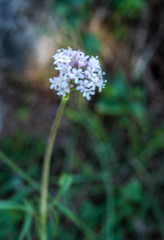 Valeriana italica
