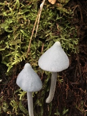 Entoloma canoconicum
