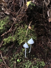 Entoloma canoconicum
