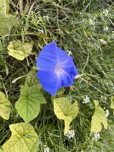 Ipomoea indica observed 2023-09-26