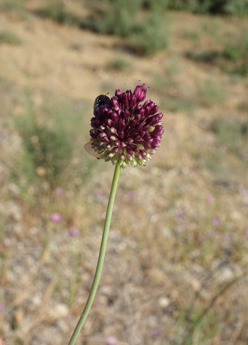 Broadleaf wild leek (Allium atroviolaceum)