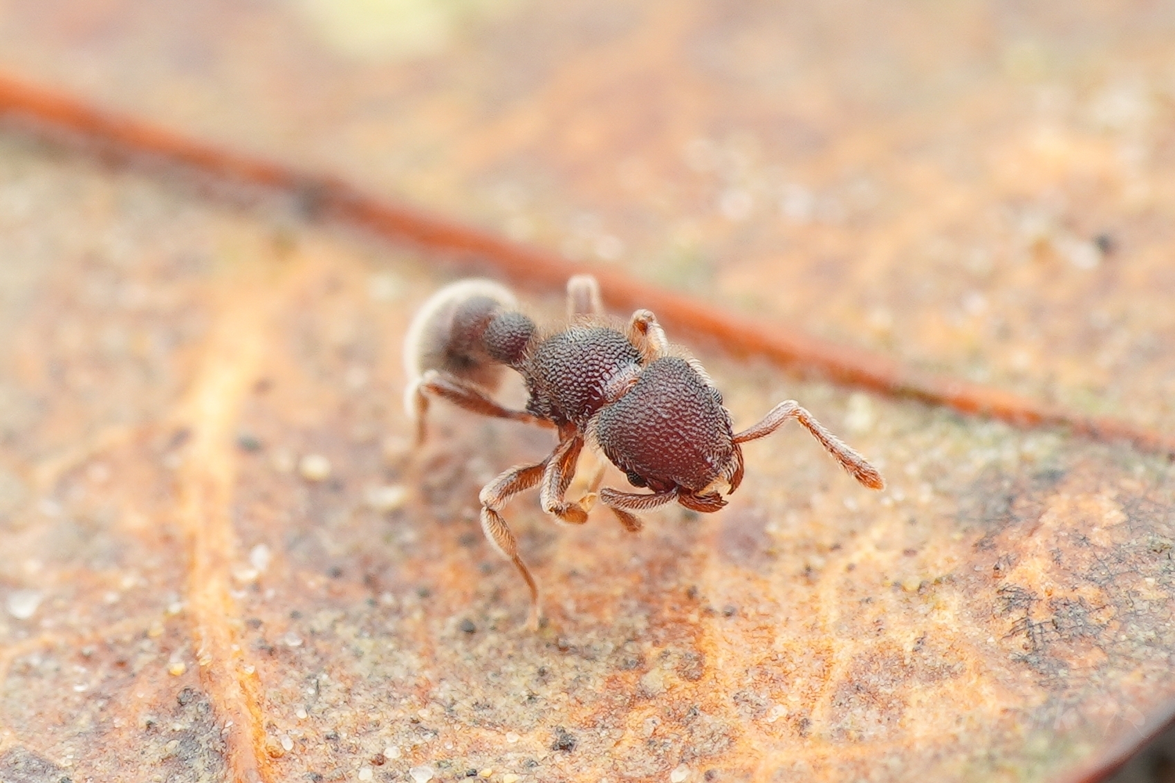 Tetramorium meshena