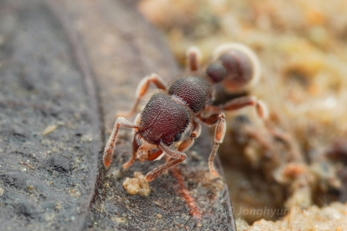 Tetramorium meshenaTetramorium meshena