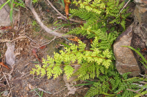 Fairy Fern