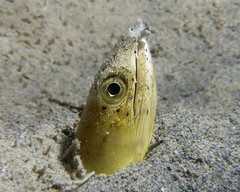 Ophichthus altipennis