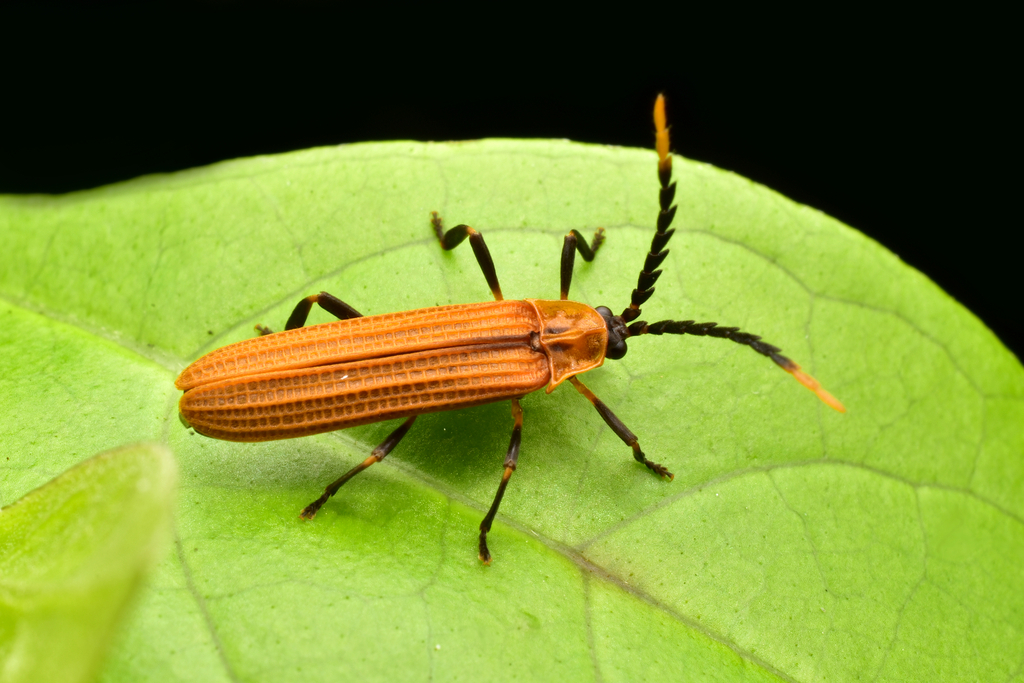 Metapteron socium