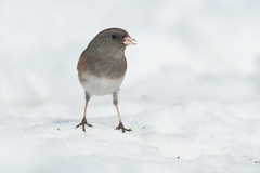Junco hyemalis cismontanus