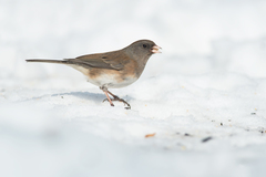 Junco hyemalis cismontanus