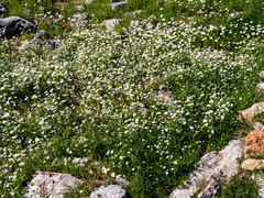 Matricaria chamomilla