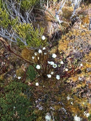 Gentianella grisebachii