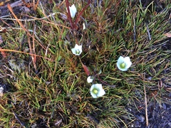 Gentianella grisebachii
