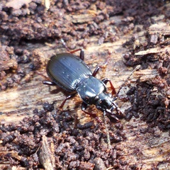 Pterostichus oblongopunctatus
