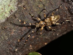 Hexatricha pulverulenta