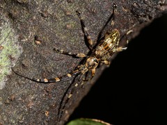 Hexatricha pulverulenta