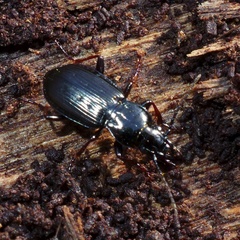 Pterostichus oblongopunctatus
