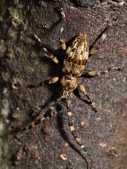 Hexatricha pulverulenta