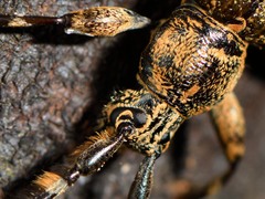 Hexatricha pulverulenta