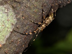Hexatricha pulverulenta