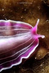 Prostheceraeus roseus