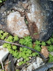Sedum litoreum