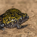 Muller's Termite Frog - Photo (c) Gustavo Masuzzo, some rights reserved (CC BY)