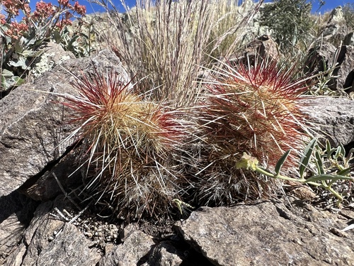 Echinocereus russanthus