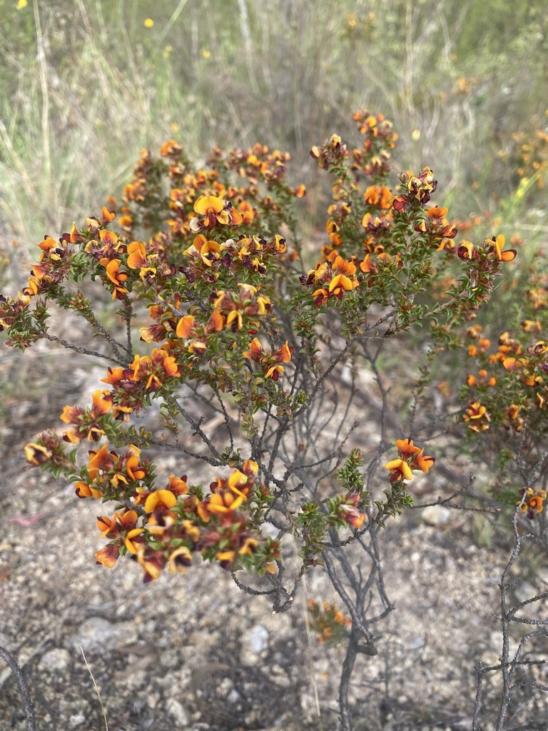 heathy bush-pea