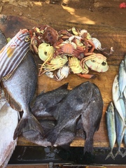 Canthidermis maculata