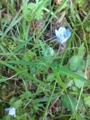 Nemophila menziesii menziesii