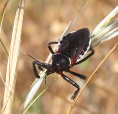 Apiomerus californicus