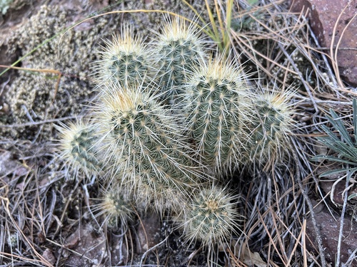Echinocereus russanthus